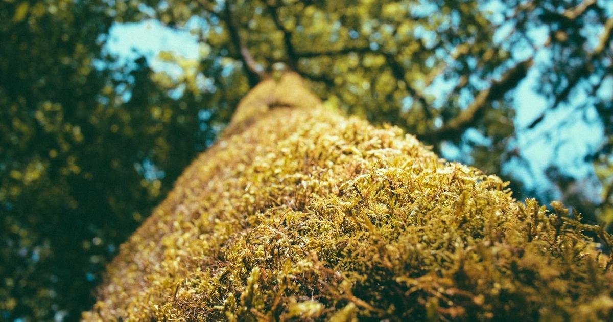 Startups que Mudaram o Mundo: Da Garagem ao Impacto Global